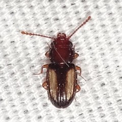 Laemophloeus terminalis