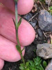 Gentiana bavarica bavarica