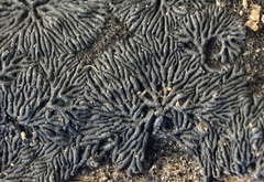 Glonium stellatum