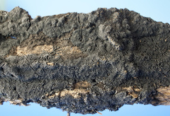 Glonium stellatum