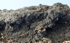 Glonium stellatum