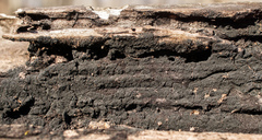 Glonium stellatum