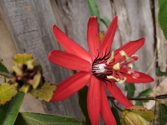 Passiflora miniata