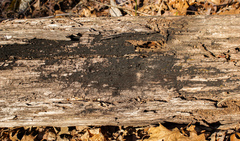 Glonium stellatum