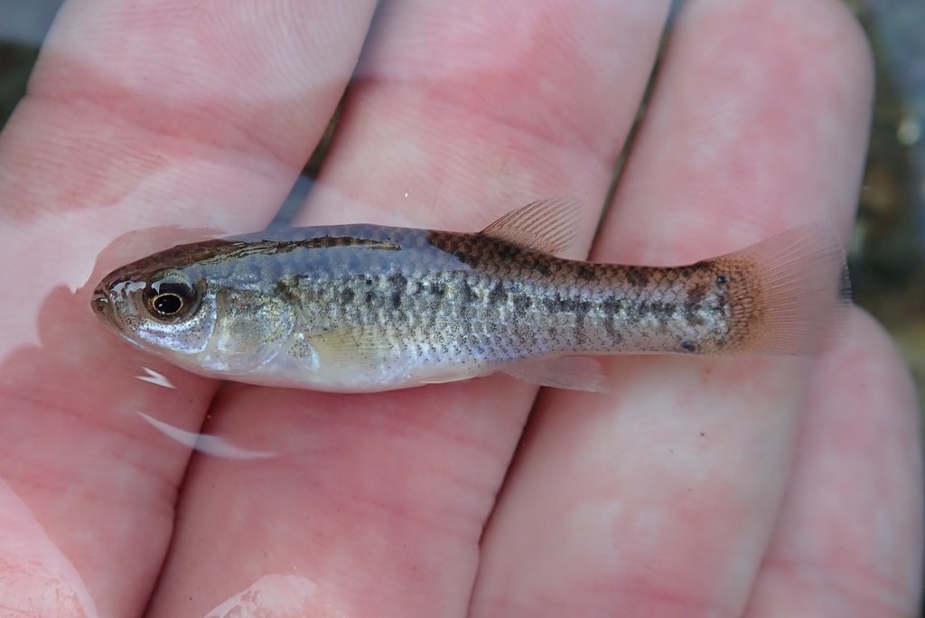 California Killifish