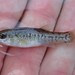Fundulus parvipinnis - Photo (c) Ben Cantrell,  זכויות יוצרים חלקיות (CC BY-NC), הועלה על ידי Ben Cantrell