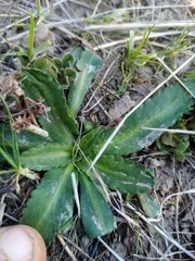 Solenogyne dominii