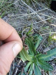Solenogyne dominii