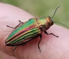 Buprestis aurulenta