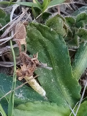 Solenogyne dominii