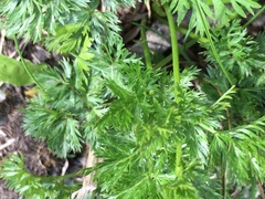Mutellina purpurea