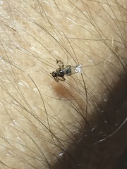 Lipoptena depressa