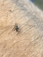 Lipoptena depressa