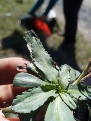 Solenogyne dominii