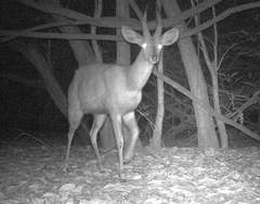 Tragelaphus scriptus