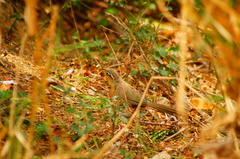 Morococcyx erythropygus