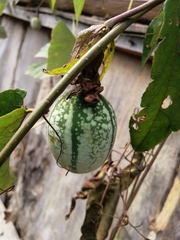 Passiflora miniata
