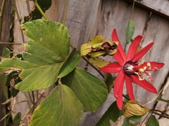 Passiflora miniata