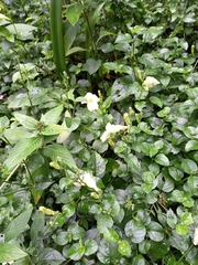 Asystasia gangetica image