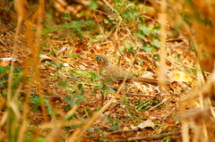 Morococcyx erythropygus