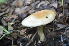 Cortinarius