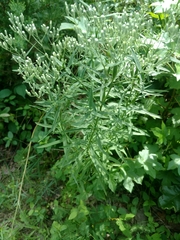 Eupatorium torreyanum