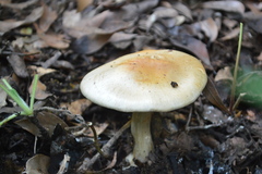 Cortinarius