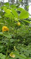 Senna obtusifolia image