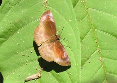 Anastrus neaeris