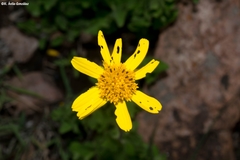 Verbesina pedunculosa