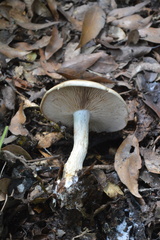 Cortinarius