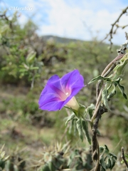 Ipomoea pubescens