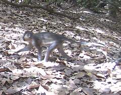 Chlorocebus tantalus