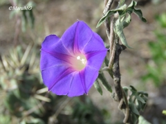 Ipomoea pubescens