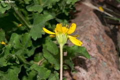 Verbesina pedunculosa