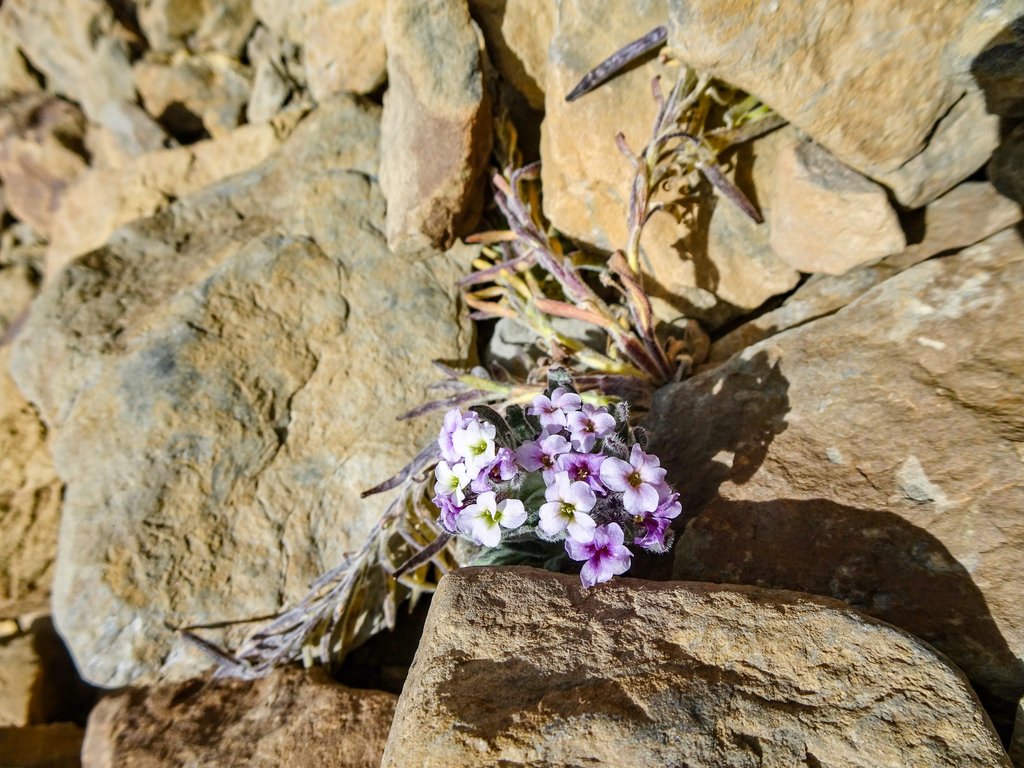 Solms-laubachia linearis
