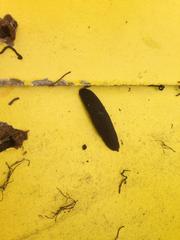 Glossiphoniidae