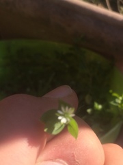 Stellaria cupaniana