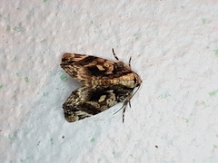 Drobeta