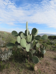 Opuntia hyptiacantha