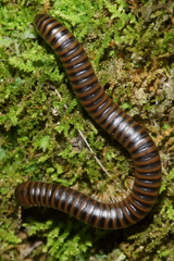 Eumastigonus