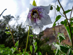 Codonopsis clematidea
