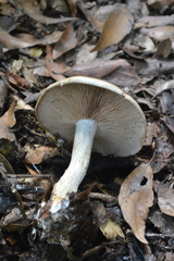 Cortinarius