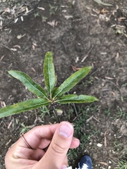 Quercus phellos