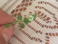 Stellaria cupaniana