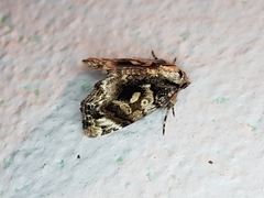 Drobeta