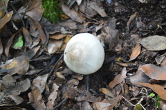 Agaricus