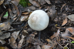 Agaricus