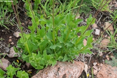 Verbesina pedunculosa