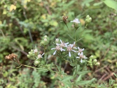 Sericocarpus oregonensis